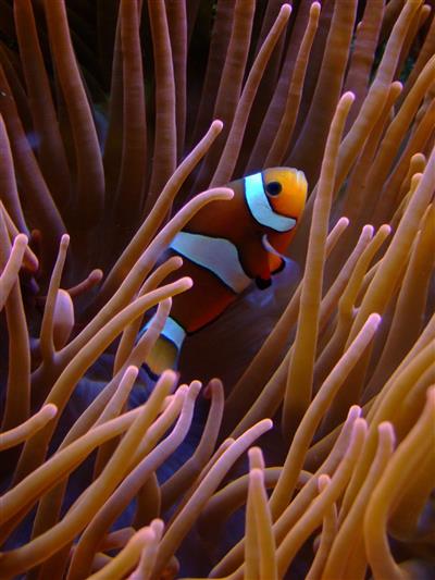Clown fish on coral reef, cc, zoo, köln, Koeln, aquarium, fisch, HD wallpaper