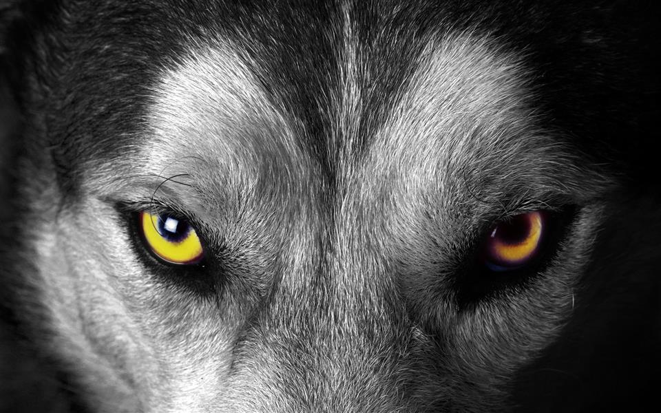 gray wolf face, animals, selective coloring, one animal, animal themes, HD wallpaper