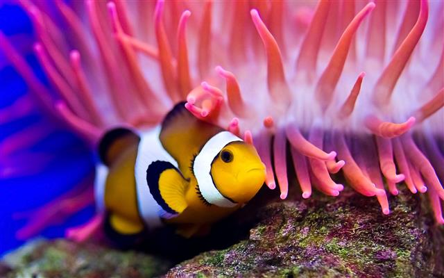 clown fish, sea, sea anemones, water, underwater, anemonefish, HD wallpaper