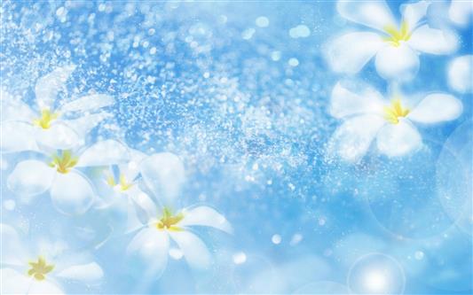 Flowers, White, Blue Background, Fresh, Lovely, HD wallpaper
