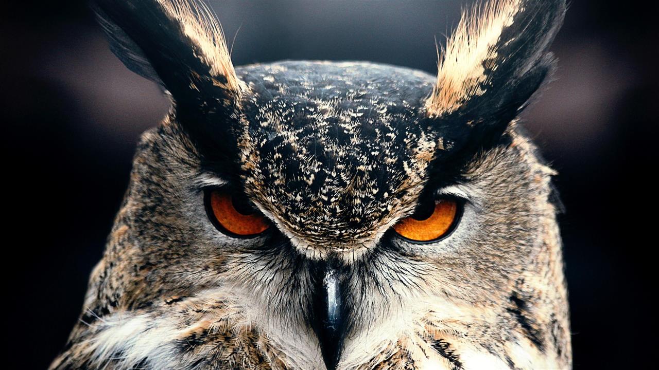 owl, bird, face, eyes, great horned owl, beak, fauna, bird of prey, HD wallpaper