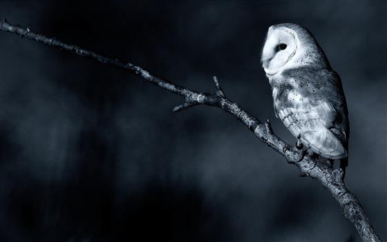 grayscale photography of owl perch on tree branch, monochrome, HD wallpaper