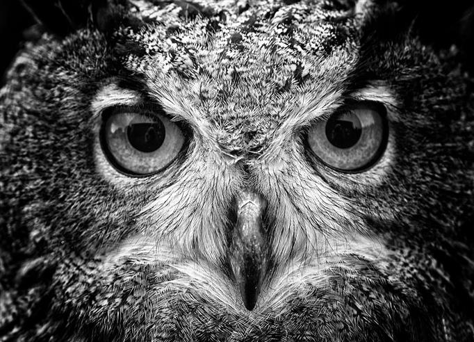 black and gray eagle, grayscale photography of owl, animals, macro, HD wallpaper