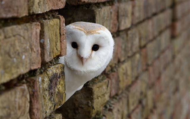 white owl, birds, animals, bricks, looking at viewer, brick wall, HD wallpaper
