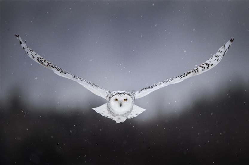 snow, background, owl, bird, wings, flight, snowy owl, white owl, HD wallpaper