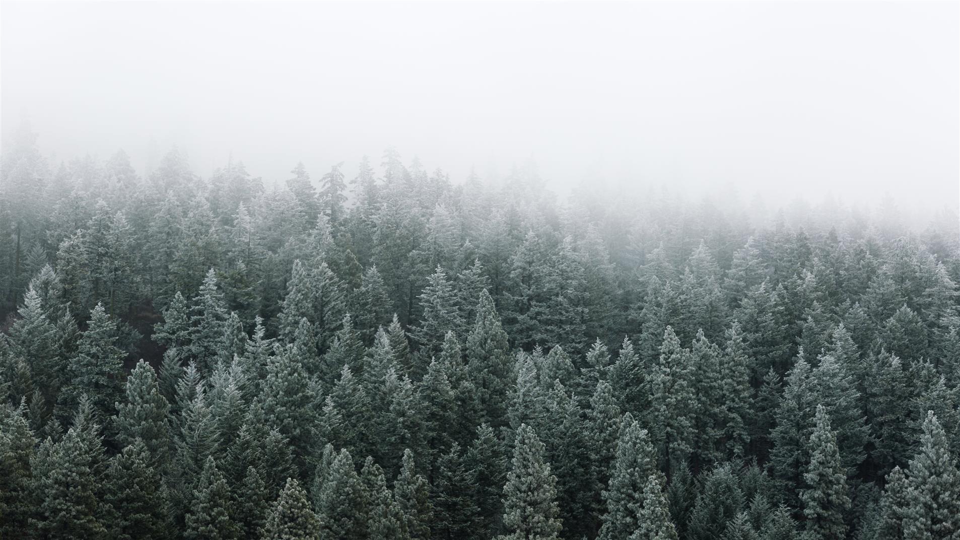 bed of pine trees, fog, frost, morning, Pacific Northwest, nature, HD wallpaper