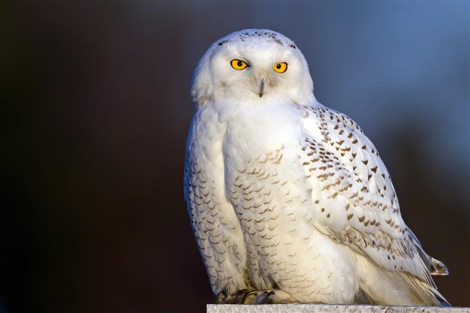white and black owl, bird, snowy owl, white owl, animal, bird of Prey, HD wallpaper