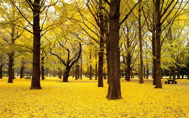 yellow leafed trees wallpaper, green leaf trees landscape photograph, HD wallpaper