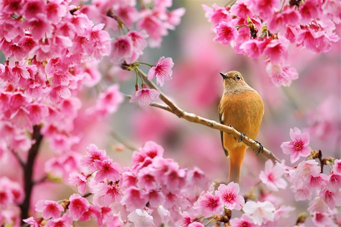 Nature, Bird, Animals, Flowers, Plants, Depth of Field, Cherry Blossom, Spring, HD wallpaper