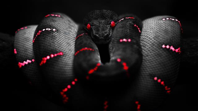 black and red python, snake, selective coloring, reptiles, Boa constrictor, HD wallpaper