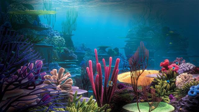 1920x1080 px Colorful Coral sea underwater water Animals Birds HD Art, HD wallpaper