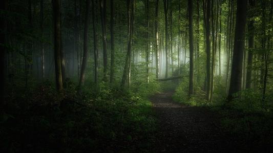 green leafed trees, nature, landscape, morning, forest, path, HD wallpaper