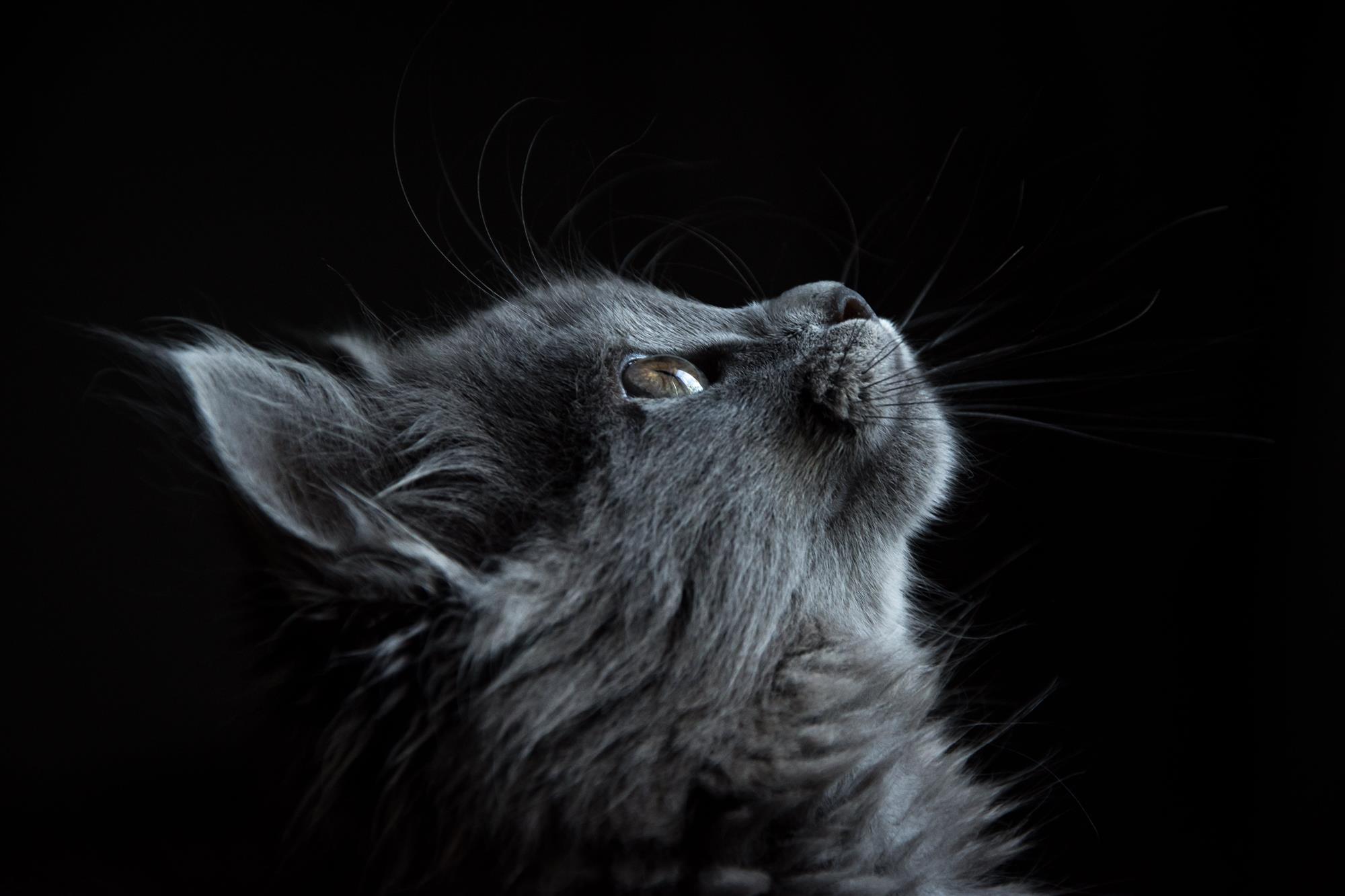 gray cat wallpaper, muzzle, profile, pets, domestic Cat, animal, HD wallpaper