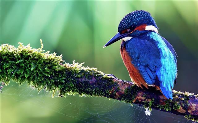 blue kingfisher bird, birds, nature, animals, animals in the wild, HD wallpaper