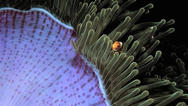 sea anemones, fish, clownfish, underwater, HD wallpaper