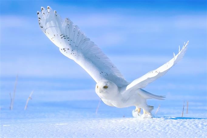 snowy owl, winter, bird, the rise, animal themes, animals in the wild, HD wallpaper