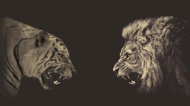 tiger and lion digital wallpaper, animals, photo manipulation, HD wallpaper