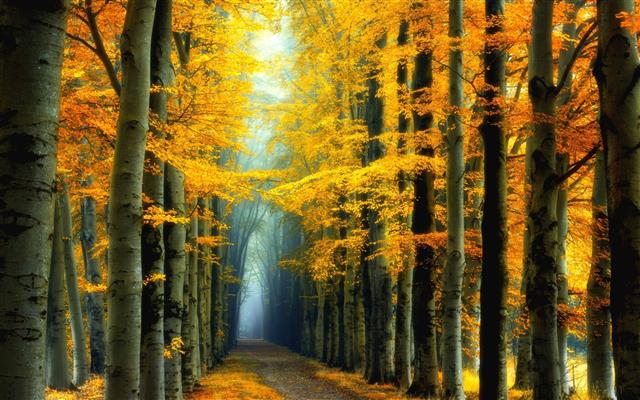 yellow leafed trees, nature, landscape, fall, colorful, forest, HD wallpaper