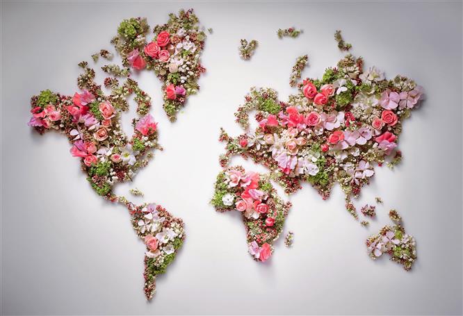 map of the world flowers, world map, indoors, plant, no people, HD wallpaper