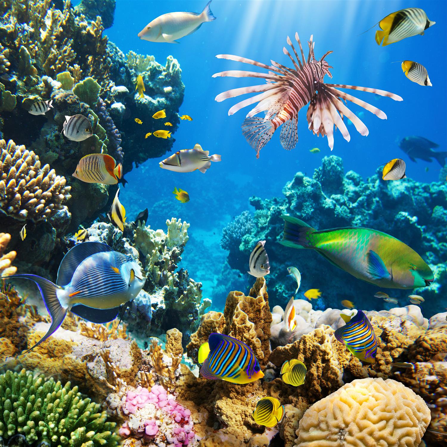 assorted fishes, the ocean, underwater world, tropical, reef, HD wallpaper