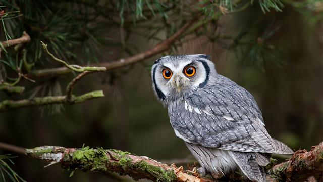 trees, birds, feathers, forest, animals, owl, branch, depth of field, HD wallpaper