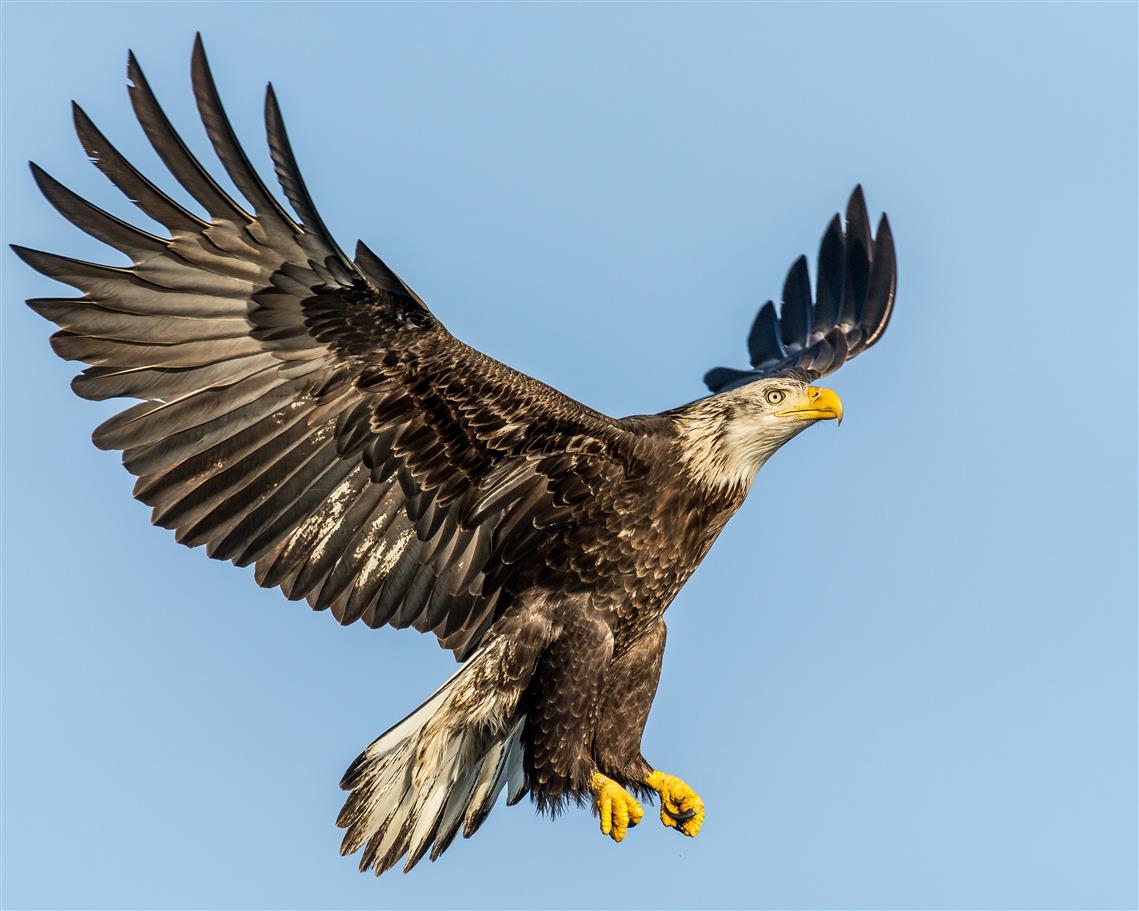 American Eagle, Adult, Nature, Lens, eagle - Bird, bird of Prey, HD wallpaper