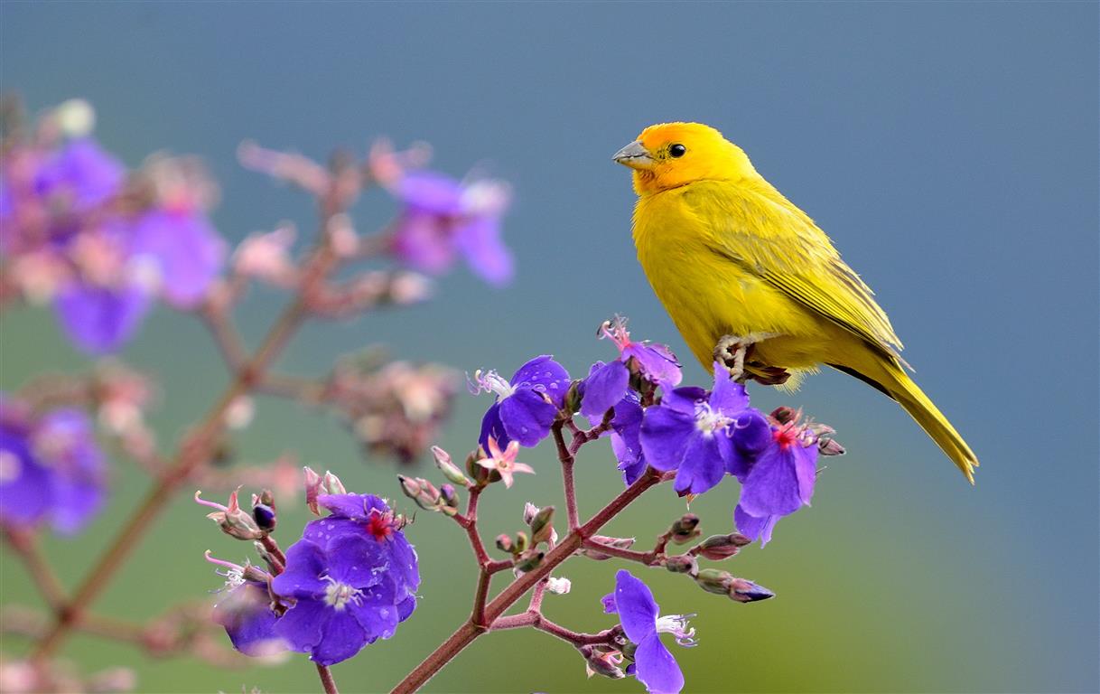 selective focus of yellow bird on purple flower, saffron finch, sicalis, saffron finch, sicalis, HD wallpaper