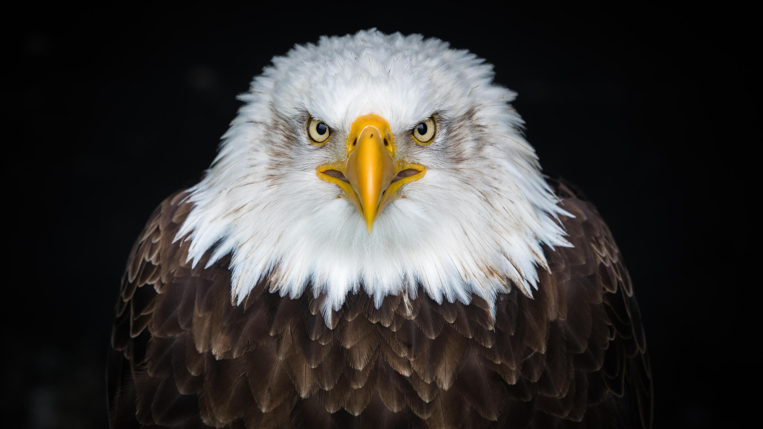 bald eagle, 8k, close up, bird of prey, 8k uhd, wildlife, beak, HD wallpaper