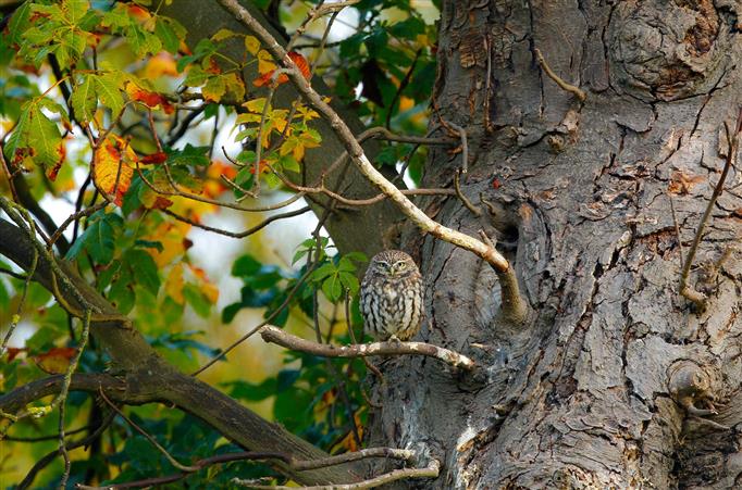Bird owl in nature, owl owlet, tree, branch, leaf, animals, birds, HD wallpaper