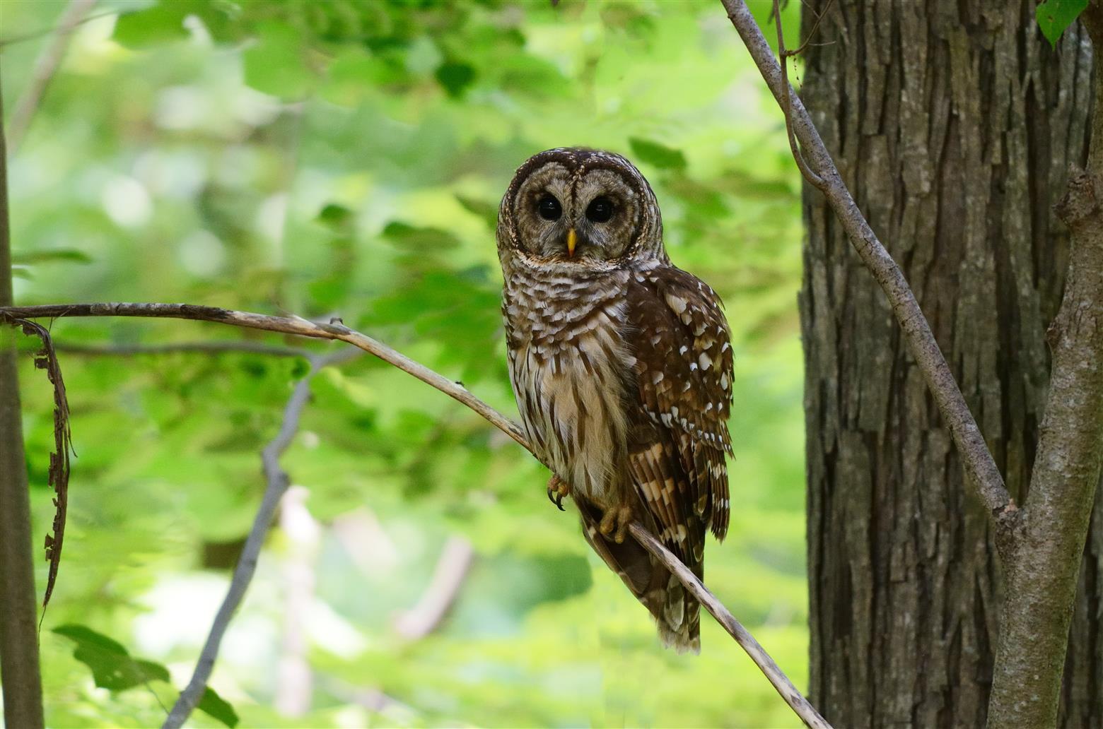brown Owl on twig, barred owl, barred owl, AF, VR, Zoom, 70-200mm, HD wallpaper