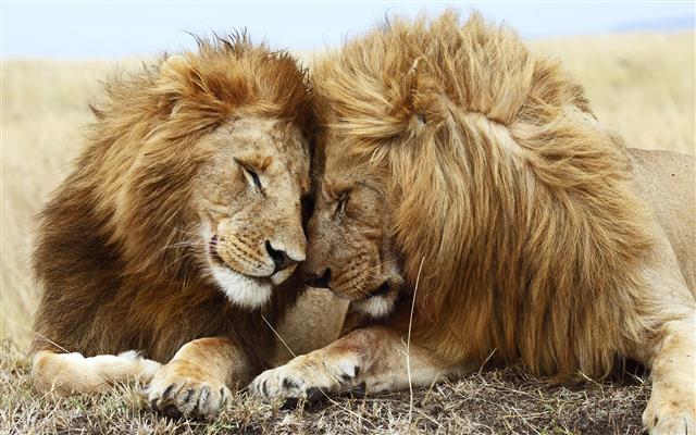 Animals, Lions, Big Cats, Male Lions, Affection, HD wallpaper