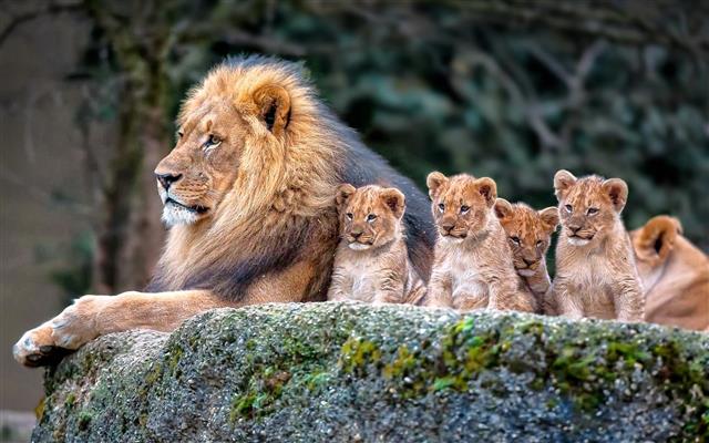 lion and baby lions, nature, animals, baby animals, animal themes, HD wallpaper