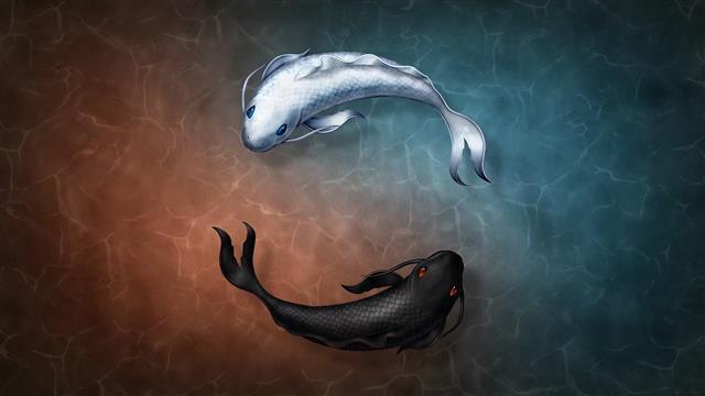 black and white coy fishes illustration, two black and white coi swimming on water animation, HD wallpaper