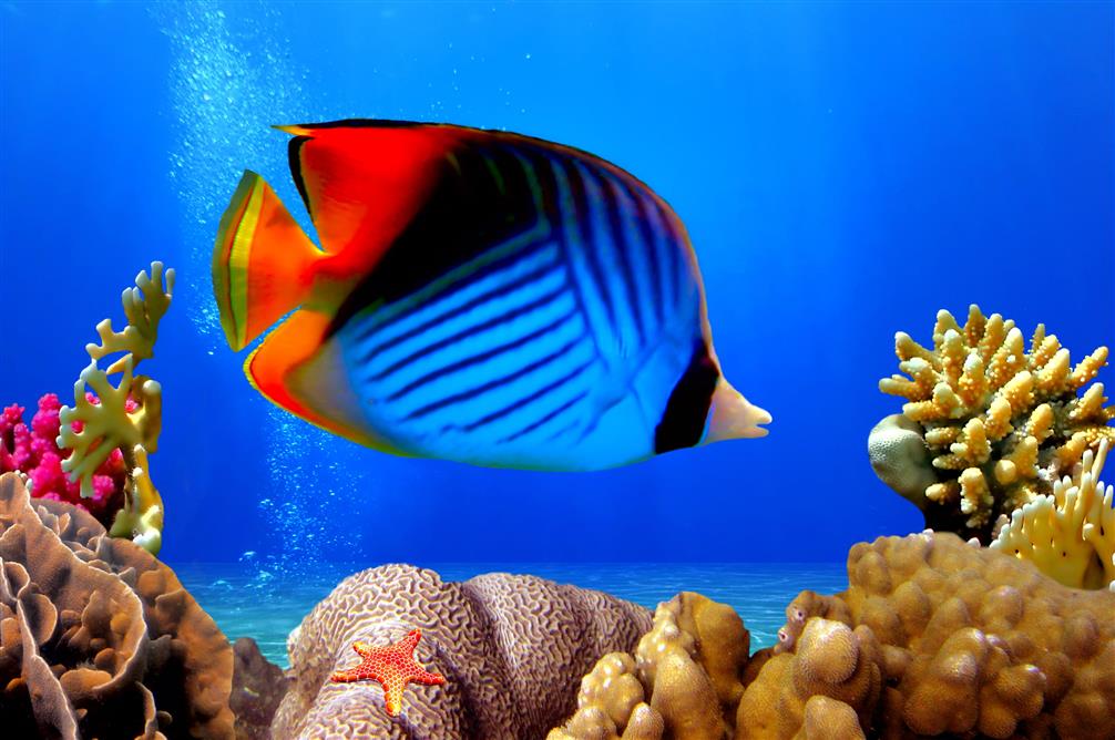 blue, black, and red fish, underwater world, ocean, fishes, tropical, HD wallpaper