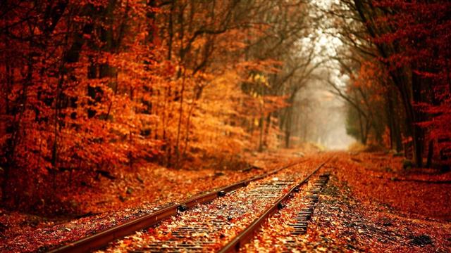 brown train rain, nature, trees, forest, leaves, fall, plants, HD wallpaper