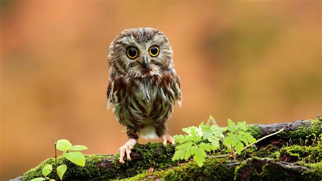 gray and brown owl, wildlife photography brown owl perching on tree branch, HD wallpaper