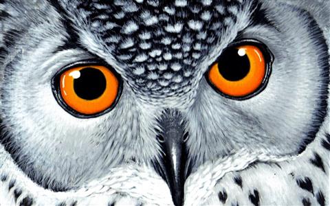 white and black owl, animals, birds, drawing, yellow eyes, orange, HD wallpaper
