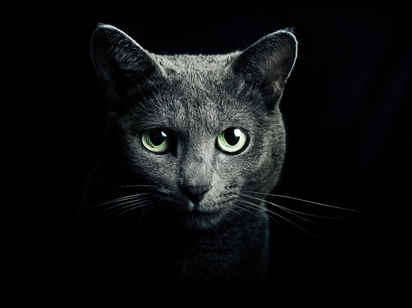 gray cat digital wallpaper, black, breed, russian, blue eyes, HD wallpaper