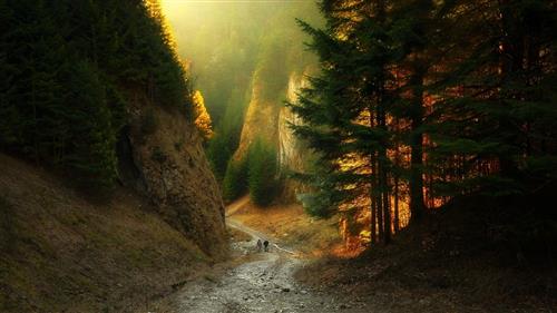 green leafed tree, canyon, path, forest, sunlight, mountains, HD wallpaper