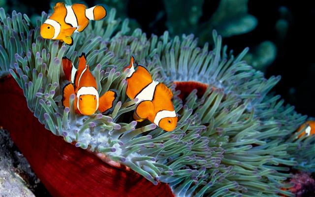 fish, sea, coral, sea anemones, clownfish, nature, animals, HD wallpaper