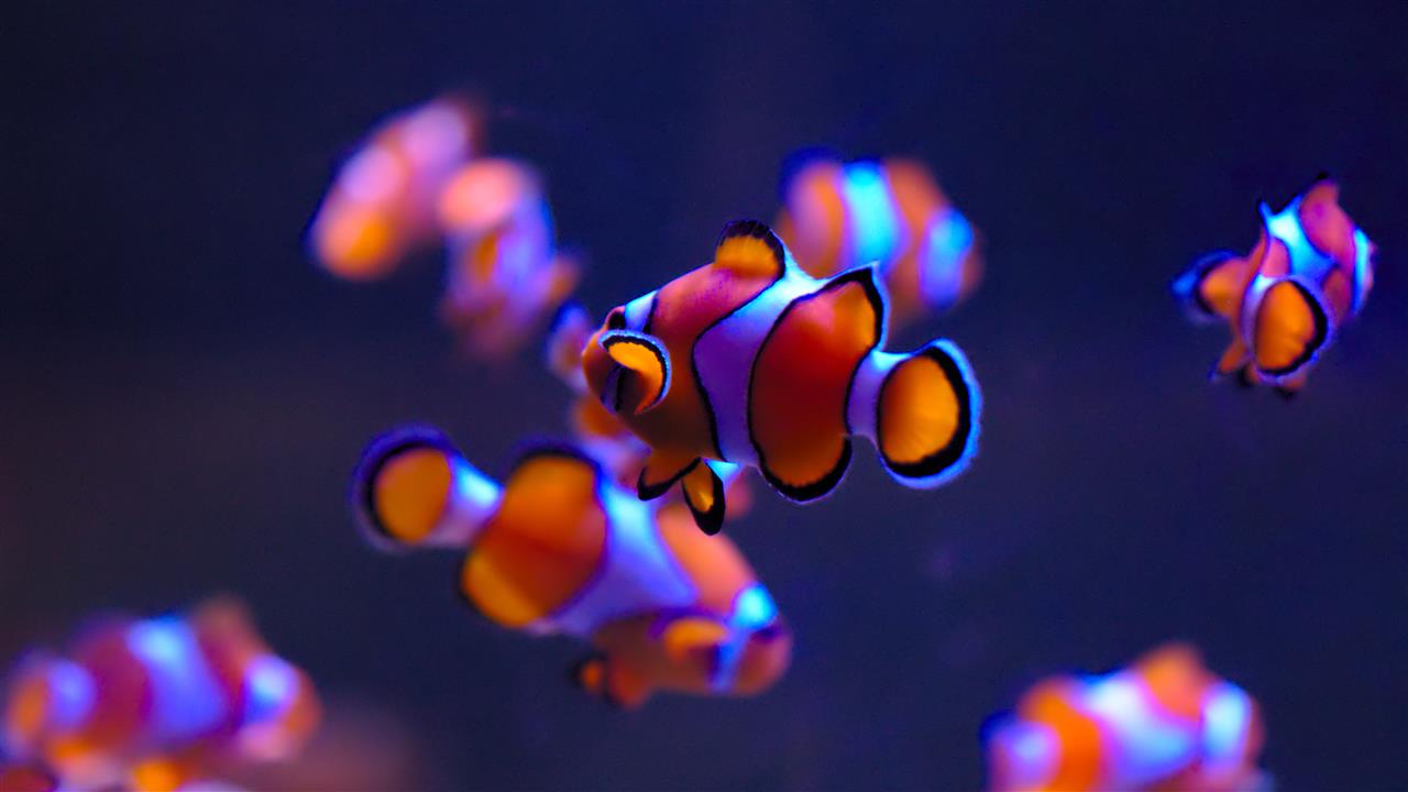 school of clown fish, Ultra HD, clownfish, underwater, Finding Nemo, HD wallpaper