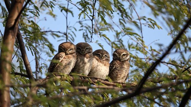 four brown owls, nature, trees, branch, leaves, animals, sitting, HD wallpaper