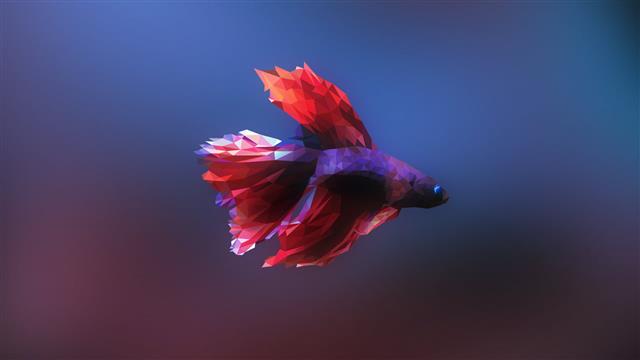 red and purple betta fish illustration, Siamese fighting fish, HD wallpaper