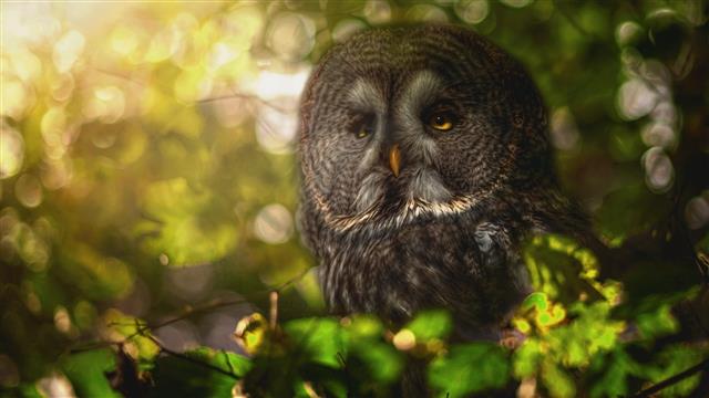 nature, animals, birds, owl, yellow eyes, feathers, trees, leaves, HD wallpaper