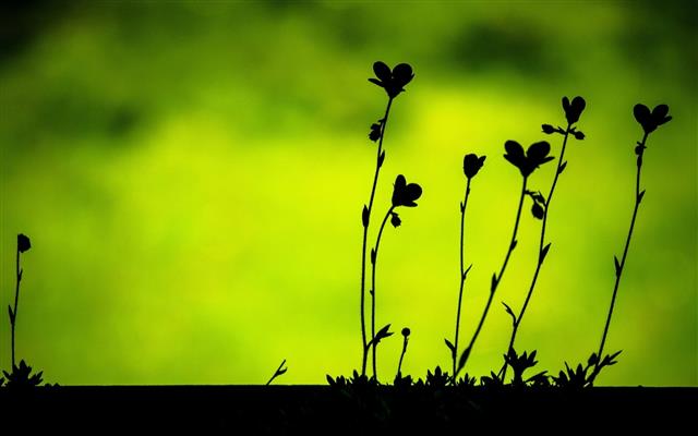 Plants leaves macro, black silhouettes, green background, HD wallpaper