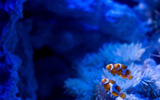 three clown fishes, clownfish, sea anemones, underwater, animals, HD wallpaper