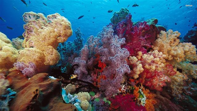 pink and beige corals, underwater, sea, fish, undersea, sea life, HD wallpaper