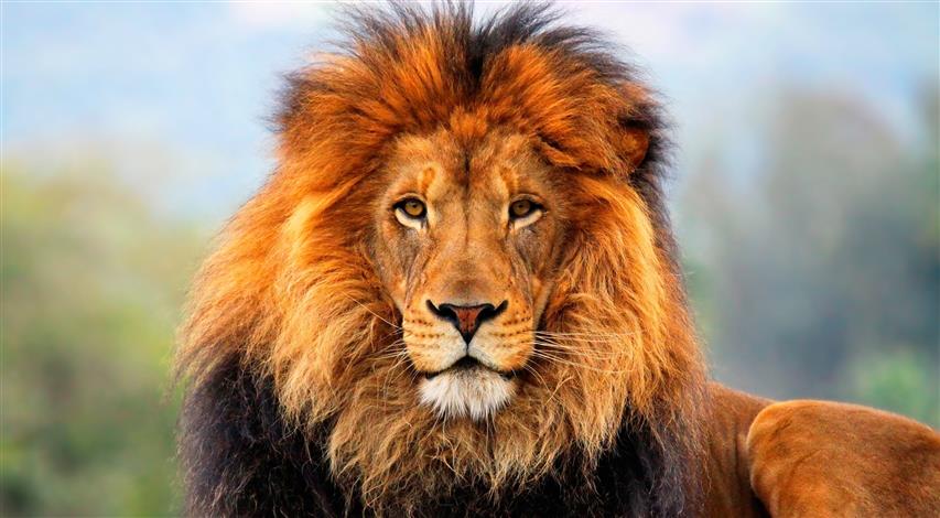 Lion, brown lion, Animals, Wild, Beautiful, Photography, lion king, HD wallpaper