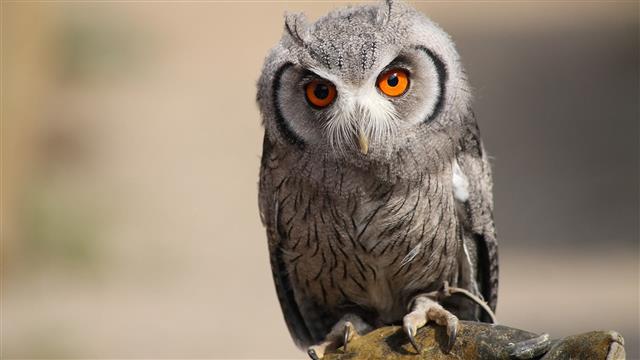 white and gray owl, bird, predator, eyes, feathers, animal, wildlife, HD wallpaper