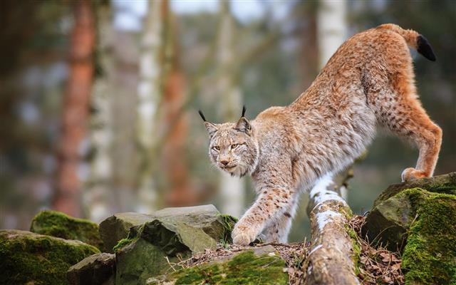 Animals Cats Lynx Trees Forest Wildlife Predator Nature Free Desktop, HD wallpaper